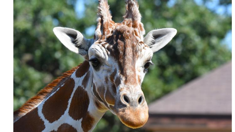 Como Zoo mourns loss of beloved giraffe, 'Skeeter' — Cloquet Community news