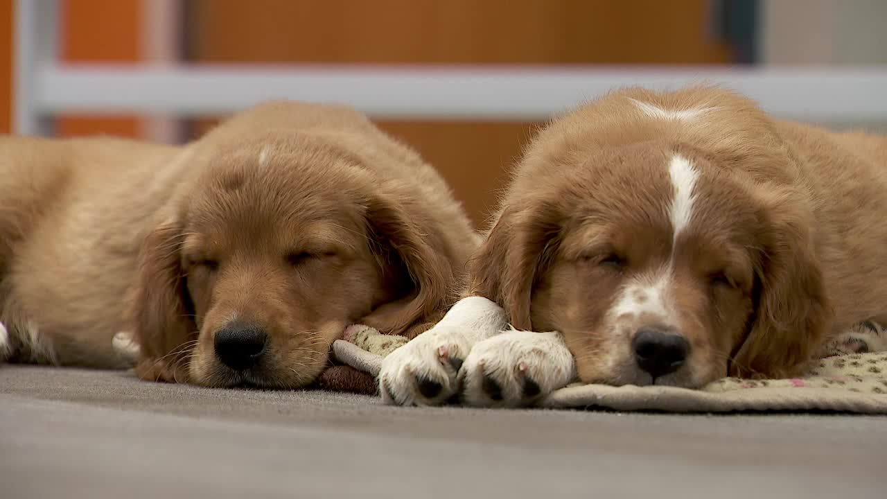 36 dogs rescued from unlicensed breeder in Cass County — Cloquet Community news